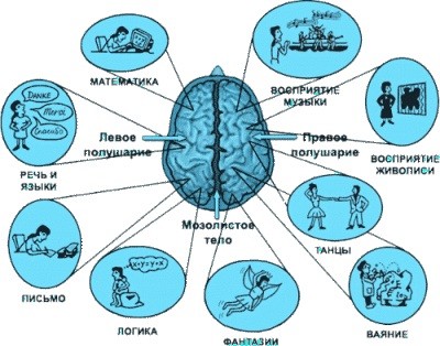 полушария головного мозга